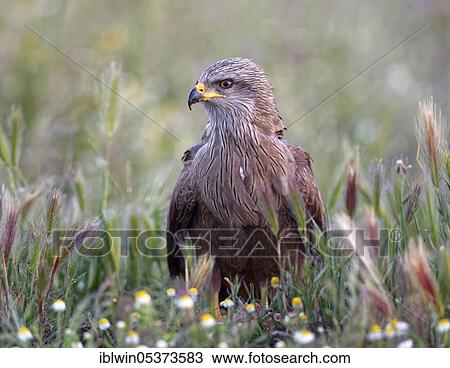 Black kite (Milvus migrans), Castilla-La Mancha, Spain, Europe View Large Photo Image Stock Image - Black kite (Milvus migrans), Castilla-La Mancha, Spain, Europe. Fotosearch