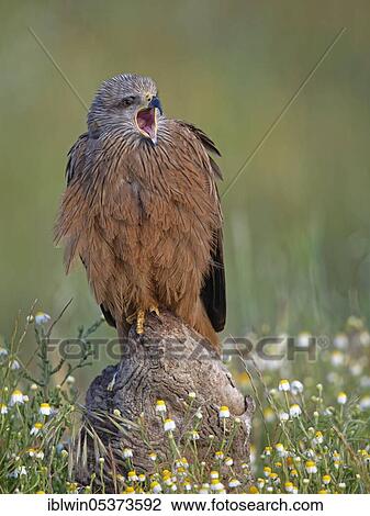 Black kite (Milvus migrans), Castilla-La Mancha, Spain, Europe View Large Photo Image Stock Image - Black kite (Milvus migrans), Castilla-La Mancha, Spain, Europe. Fotosearch