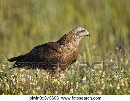 Black kite (Milvus migrans), Castilla-La Mancha, Spain, Europe View Large Photo Image Stock Image - Black kite (Milvus migrans), Castilla-La Mancha, Spain, Europe. Fotosearch