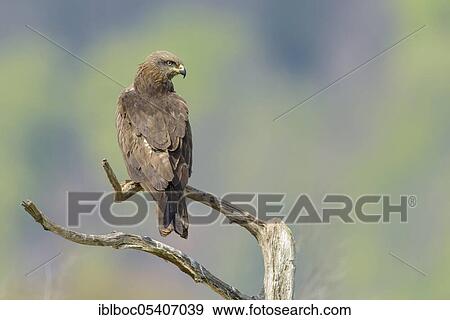 Black kite (Milvus migrans), Mecklenburg-Vorpommern, Germany, Europe View Large Photo Image Stock Photo - Black kite (Milvus migrans), Mecklenburg-Vorpommern, Germany, Europe. Fotosearch