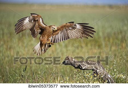 Black kite (Milvus migrans), Castilla-La Mancha Spain View Large Photo Image Stock Photo - Black kite (Milvus migrans), Castilla-La Mancha Spain. Fotosearch