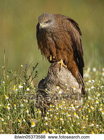 Black kite (Milvus migrans), Castilla-La Mancha, Spain, Europe View Large Photo Image Stock Photo - Black kite (Milvus migrans), Castilla-La Mancha, Spain, Europe. Fotosearch