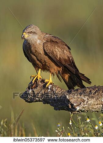 Stock Photo - Black kite (Milvus migrans), Castilla-La Mancha, Spain, Europe. Fotosearch