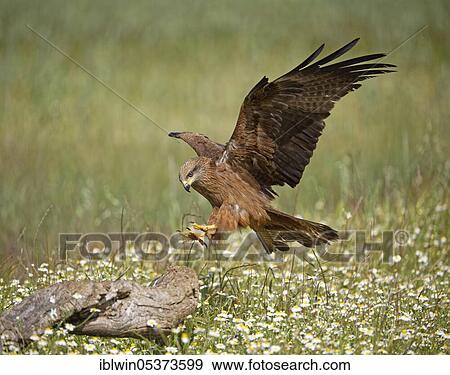 Black kite (Milvus migrans), Castilla-La Mancha, Spain, Europe View Large Photo Image Stock Photo - Black kite (Milvus migrans), Castilla-La Mancha, Spain, Europe. Fotosearch