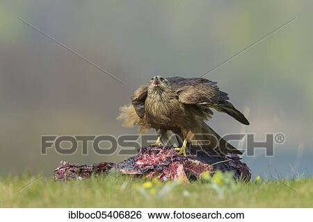 Stock Photograph - Black kite (Milvus migrans), Mecklenburg-Vorpommern, Germany, Europe. Fotosearch