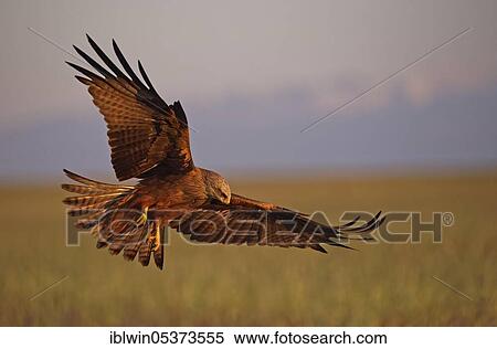 Black kite (Milvus migrans), Castilla-La Mancha Spain View Large Photo Image Stock Photography - Black kite (Milvus migrans), Castilla-La Mancha Spain. Fotosearch