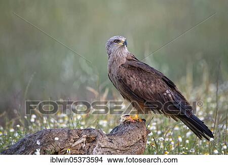 Black kite (Milvus migrans), with prey, Castilla-La Mancha, Spain, Europe View Large Photo Image Picture - Black kite (Milvus migrans), with prey, Castilla-La Mancha, Spain, Europe. Fotosearch