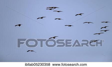 Black kites (Milvus migrans), Andalusia, Spain, Europe View Large Photo Image Stock Photo - Black kites (Milvus migrans), Andalusia, Spain, Europe. Fotosearch