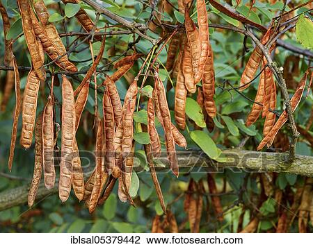 Stock Image - Black locust (Robinia pseudoacacia), False acacia, False acacia, Common Scotch thorn, Mature pods. Fotosearch