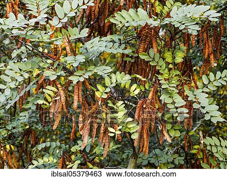 Black locust (Robinia pseudoacacia), False acacia, False acacia, Common Scotch thorn, Mature pods View Large Photo Image Stock Image - Black locust (Robinia pseudoacacia), False acacia, False acacia, Common Scotch thorn, Mature pods. Fotosearch
