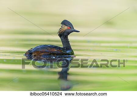 Black-necked Grebe (Podiceps nigricollis), Bavaria, Germany, Europe View Large Photo Image Picture - Black-necked Grebe (Podiceps nigricollis), Bavaria, Germany, Europe. Fotosearch
