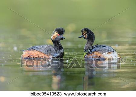 Black-necked Grebe (Podiceps nigricollis), Bavaria, Germany, Europe View Large Photo Image Stock Image - Black-necked Grebe (Podiceps nigricollis), Bavaria, Germany, Europe. Fotosearch