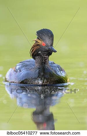 Black-necked Grebe (Podiceps nigricollis), Bavaria, Germany, Europe View Large Photo Image Stock Photo - Black-necked Grebe (Podiceps nigricollis), Bavaria, Germany, Europe. Fotosearch