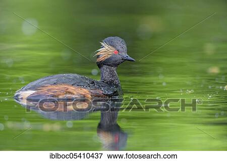 Stock Photo - Black-necked Grebe (Podiceps nigricollis), Bavaria, Germany, Europe. Fotosearch