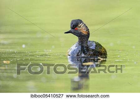 Black-necked Grebe (Podiceps nigricollis), Bavaria, Germany, Europe View Large Photo Image Stock Photo - Black-necked Grebe (Podiceps nigricollis), Bavaria, Germany, Europe. Fotosearch