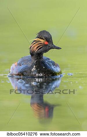 Black-necked Grebe (Podiceps nigricollis), Bavaria, Germany, Europe View Large Photo Image Stock Photograph - Black-necked Grebe (Podiceps nigricollis), Bavaria, Germany, Europe. Fotosearch