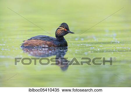 Black-necked Grebe (Podiceps nigricollis), Bavaria, Germany, Europe View Large Photo Image Stock Photography - Black-necked Grebe (Podiceps nigricollis), Bavaria, Germany, Europe. Fotosearch