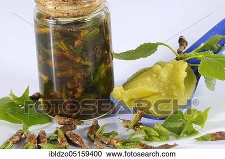 Black poplar (Populus nigra) and black poplar bud ointment, black poplar bud ointment, black poplar bud oil, black poplar, oil, ointment View Large Photo Image Stock Image - Black poplar (Populus nigra) and black poplar bud ointment, black poplar bud ointment, black poplar bud oil, black poplar, oil, ointment. Fotosearch