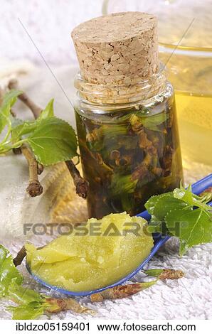 Black poplar (Populus nigra) and black poplar bud ointment, black poplar bud ointment, black poplar bud oil, black poplar, oil, ointment View Large Photo Image Stock Image - Black poplar (Populus nigra) and black poplar bud ointment, black poplar bud ointment, black poplar bud oil, black poplar, oil, ointment. Fotosearch