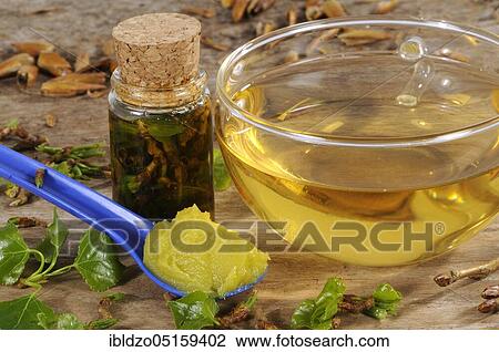 Stock Image - Black poplar (Populus nigra) and black poplar bud ointment, black poplar bud ointment, black poplar bud oil, black poplar, black poplar bud tea, black poplar. Fotosearch