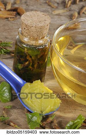 Black poplar (Populus nigra) and black poplar bud ointment, black poplar bud ointment, black poplar bud oil, black poplar, black poplar bud tea, black poplar View Large Photo Image Stock Image - Black poplar (Populus nigra) and black poplar bud ointment, black poplar bud ointment, black poplar bud oil, black poplar, black poplar bud tea, black poplar. Fotosearch