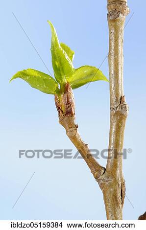 Black poplar (Populus nigra), bud View Large Photo Image Picture - Black poplar (Populus nigra), bud. Fotosearch