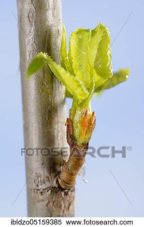 Black poplar (Populus nigra), bud View Large Photo Image Stock Photography - Black poplar (Populus nigra), bud. Fotosearch