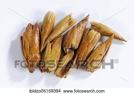 Black poplar (Populus nigra), buds View Large Photo Image Picture - Black poplar (Populus nigra), buds. Fotosearch