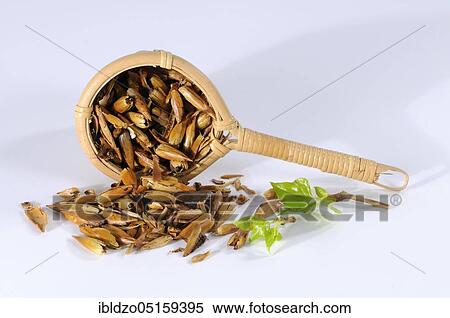 Stock Photography - Black poplar (Populus nigra), buds. Fotosearch
