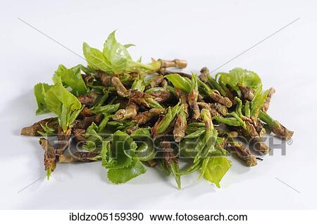 Black poplar (Populus nigra), leaves and buds View Large Photo Image Stock Image - Black poplar (Populus nigra), leaves and buds. Fotosearch