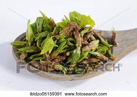 Black poplar (Populus nigra), leaves and buds View Large Photo Image Stock Image - Black poplar (Populus nigra), leaves and buds. Fotosearch