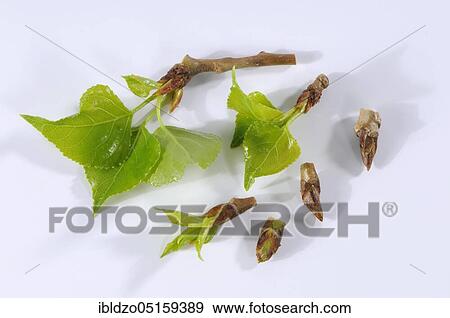 Black poplar (Populus nigra), leaves and buds View Large Photo Image Stock Photo - Black poplar (Populus nigra), leaves and buds. Fotosearch