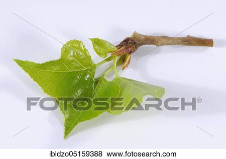 Black Poplar (Populus nigra) View Large Photo Image Stock Photo - Black Poplar (Populus nigra). Fotosearch