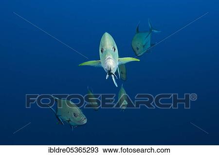 Black spiny mackerel (Caranx lugubris), Socorro, Revillagigedo Islands, Mexico, Central America View Large Photo Image Stock Image - Black spiny mackerel (Caranx lugubris), Socorro, Revillagigedo Islands, Mexico, Central America. Fotosearch