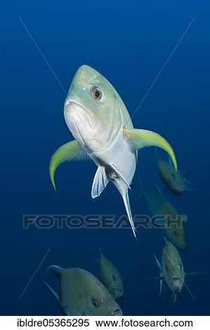 Black spiny mackerel (Caranx lugubris), Socorro, Revillagigedo Islands, Mexico, Central America View Large Photo Image Stock Photography - Black spiny mackerel (Caranx lugubris), Socorro, Revillagigedo Islands, Mexico, Central America. Fotosearch