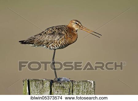 Black-tailed godwit (Limosa limosa), on fence post, Nijkerk, Netherlands View Large Photo Image Picture - Black-tailed godwit (Limosa limosa), on fence post, Nijkerk, Netherlands. Fotosearch