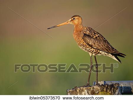 Black-tailed godwit (Limosa limosa), on fence post, Nijkerk, Netherlands View Large Photo Image Stock Image - Black-tailed godwit (Limosa limosa), on fence post, Nijkerk, Netherlands. Fotosearch