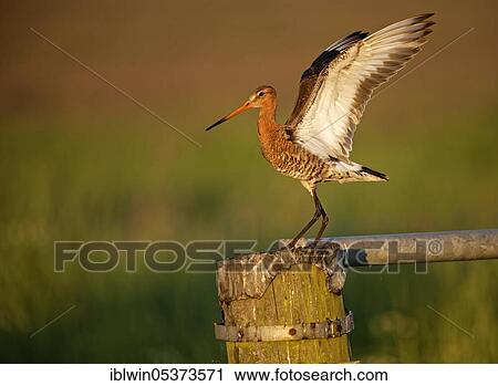 Stock Image - Black-tailed godwit (Limosa limosa), on fence post, Nijkerk, Netherlands. Fotosearch