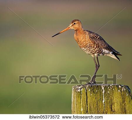 Black-tailed godwit (Limosa limosa), on fence post, Nijkerk, Netherlands View Large Photo Image Stock Image - Black-tailed godwit (Limosa limosa), on fence post, Nijkerk, Netherlands. Fotosearch