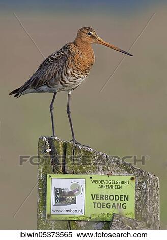 Black-tailed godwit (Limosa limosa), on fence post, Nijkerk, Netherlands View Large Photo Image Stock Photography - Black-tailed godwit (Limosa limosa), on fence post, Nijkerk, Netherlands. Fotosearch