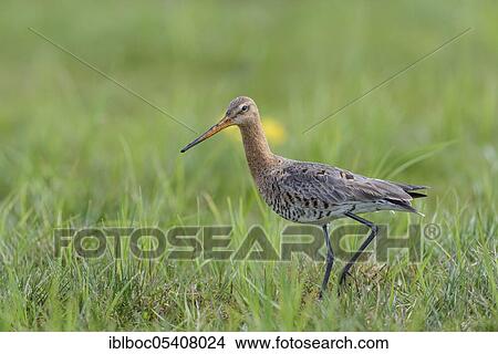 Black-tailed godwit (Limosa limosa), Lower Saxony, Ochsenmoor, Germany, Europe View Large Photo Image Picture - Black-tailed godwit (Limosa limosa), Lower Saxony, Ochsenmoor, Germany, Europe. Fotosearch