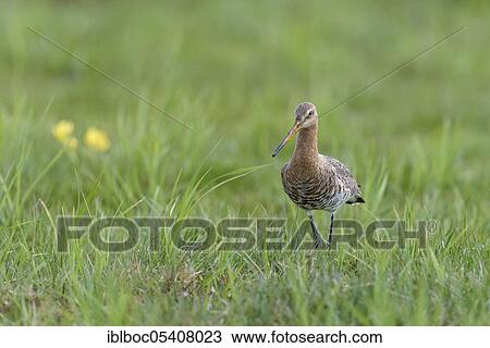 Stock Image - Black-tailed godwit (Limosa limosa), Lower Saxony, Ochsenmoor, Germany, Europe. Fotosearch
