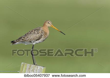 Black-tailed godwit (Limosa limosa), Lower Saxony, Ochsenmoor, Germany, Europe View Large Photo Image Stock Photo - Black-tailed godwit (Limosa limosa), Lower Saxony, Ochsenmoor, Germany, Europe. Fotosearch