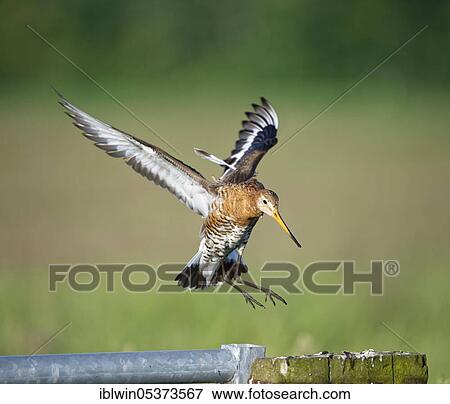 Stock Photo - Black-tailed godwit (Limosa limosa), Nijkerk, Netherlands. Fotosearch