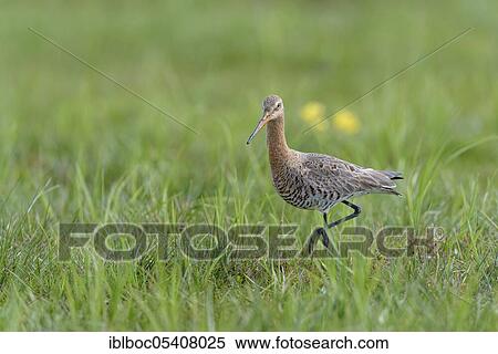 Black-tailed godwit (Limosa limosa), Lower Saxony, Ochsenmoor, Germany, Europe View Large Photo Image Stock Photography - Black-tailed godwit (Limosa limosa), Lower Saxony, Ochsenmoor, Germany, Europe. Fotosearch