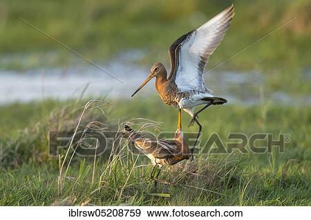 Stock Photo - Black-tailed godwits (Limosa limosa) Osterfeiner Wiesen, Lower Saxony, Germany, Europe. Fotosearch