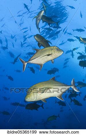 Black Trevally (Caranx lugubris), San Benedicto, Revillagigedo Islands, Mexico, Central America View Large Photo Image Stock Photo - Black Trevally (Caranx lugubris), San Benedicto, Revillagigedo Islands, Mexico, Central America. Fotosearch