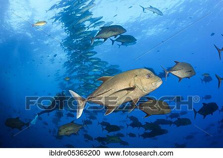 Stock Image - Black Trevally (Caranx lugubris), Socorro, Revillagigedo Islands, Mexico, Central America. Fotosearch