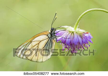 Stock Photo - Black-veined white fire butterfly, Istria (Aporia crataegi), Croatia, Europe. Fotosearch