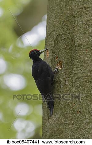 Black woodpecker (Dryocopus martius), Mecklenburg-Vorpommern, Germany, Europe View Large Photo Image Stock Image - Black woodpecker (Dryocopus martius), Mecklenburg-Vorpommern, Germany, Europe. Fotosearch